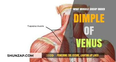 Muscles Beneath the Dimple of Venus: A Comprehensive Guide
