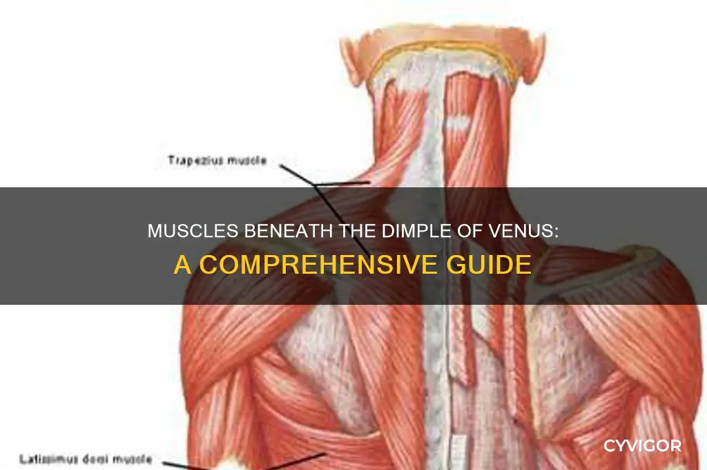 what muscle group under dimple of venus
