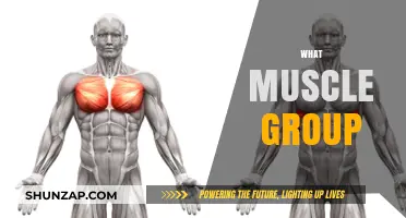 Unleash Your Strength: Discovering the Key Muscle Groups for Fitness