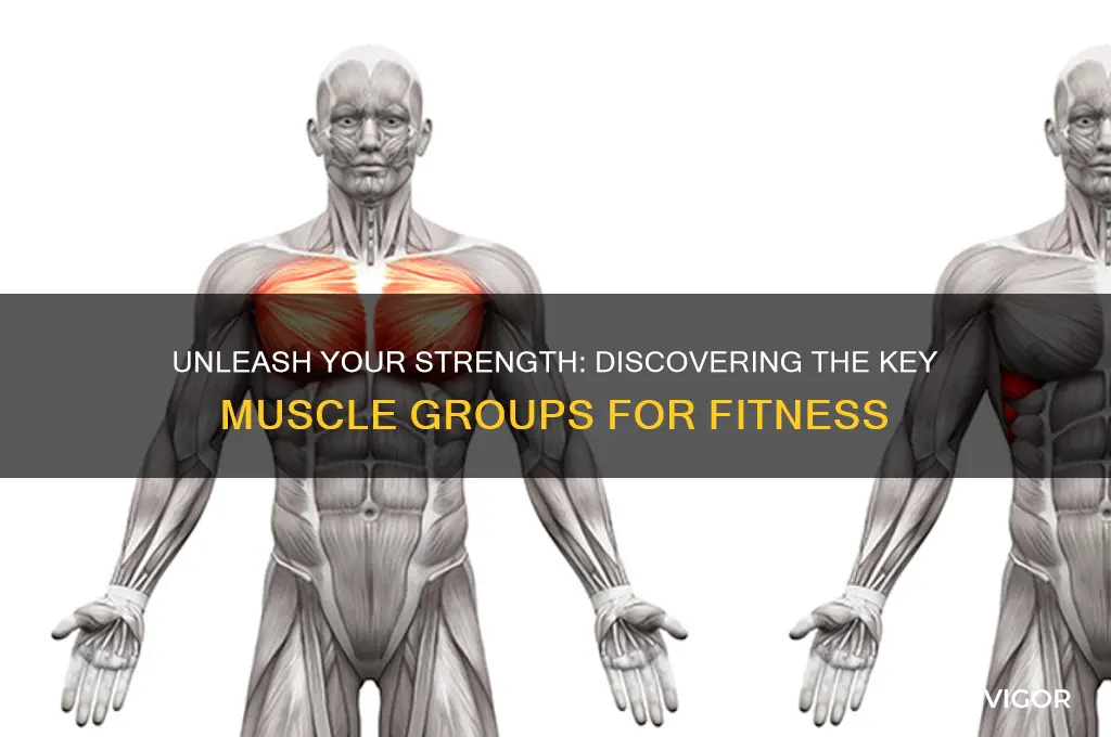 what muscle group
