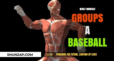 Baseball's Physical Demands: Key Muscle Groups for Optimal Performance
