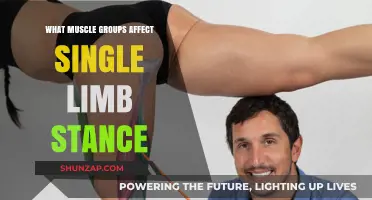 Muscles Key to Single Limb Stance Stability and Balance
