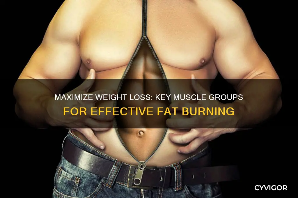 what muscle groups affect weight the most