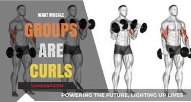 Curls Unveiled: Targeted Muscle Groups for Stronger, Defined Arms