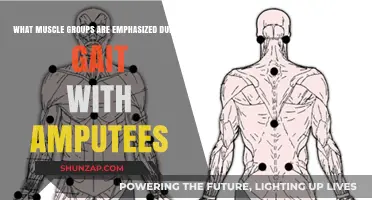 Amputee Gait Mechanics: Key Muscle Groups and Their Roles
