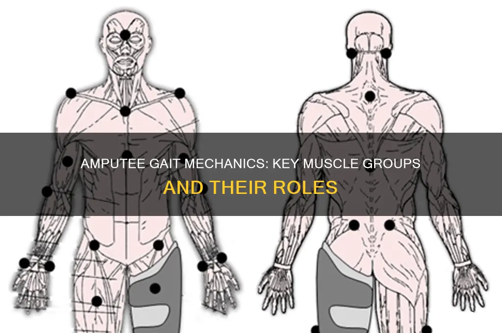 what muscle groups are emphasized during gait with amputees