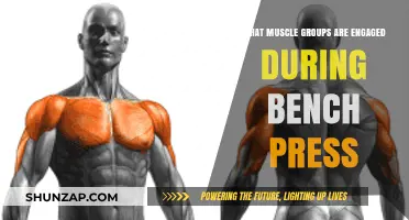 Bench Press Breakdown: Key Muscle Groups Activated During the Lift