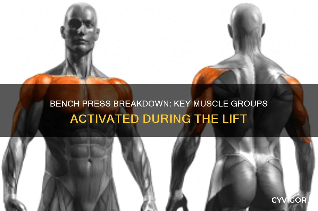 what muscle groups are engaged during bench press