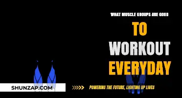 Daily Muscle Groups: A Guide to Consistent Workout Routines
