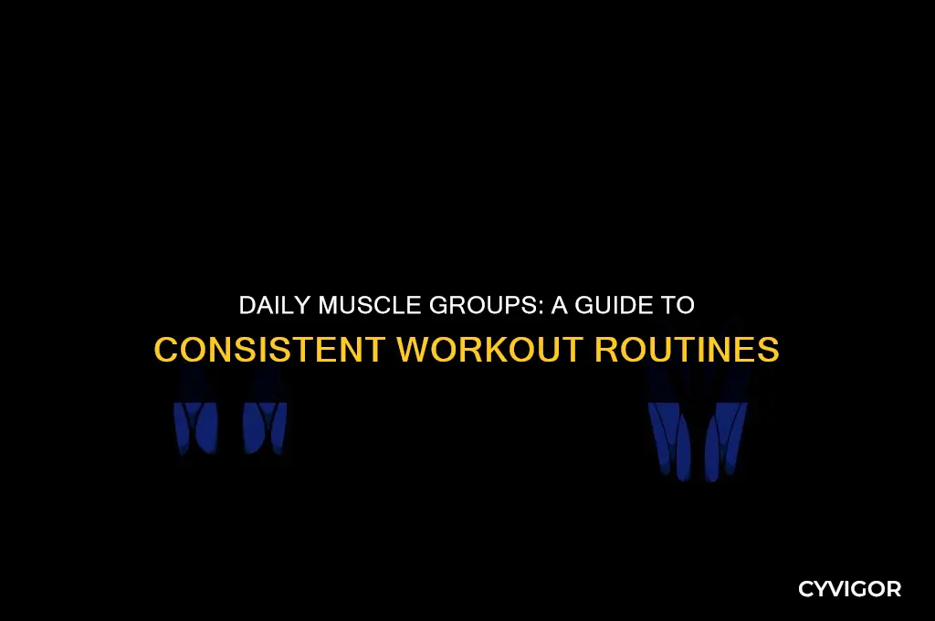 what muscle groups are good to workout everyday