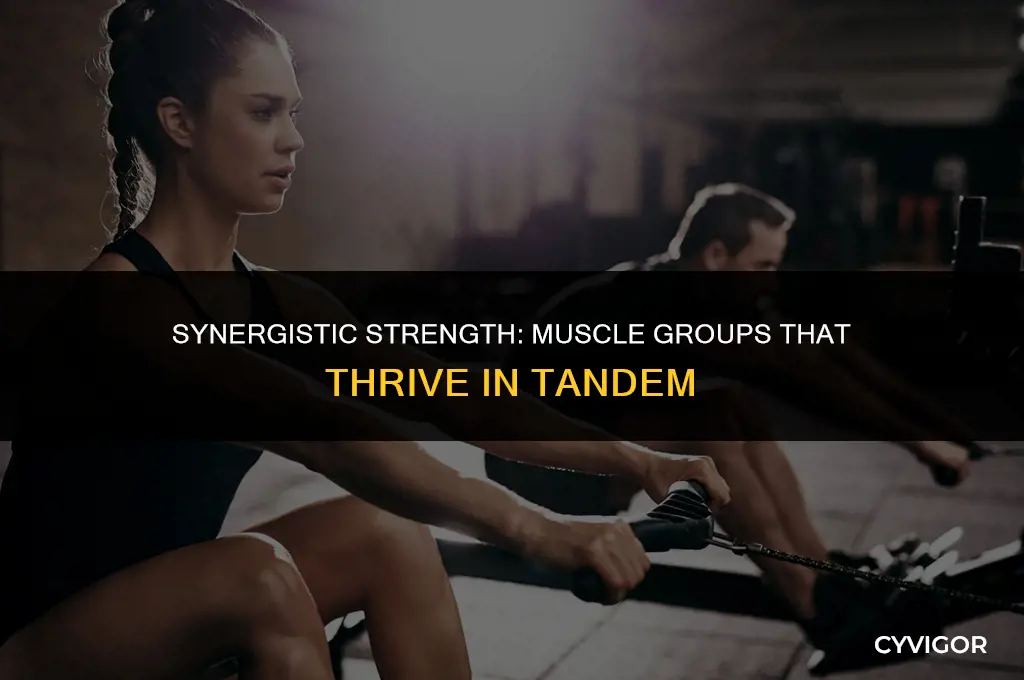 what muscle groups are good to workout together