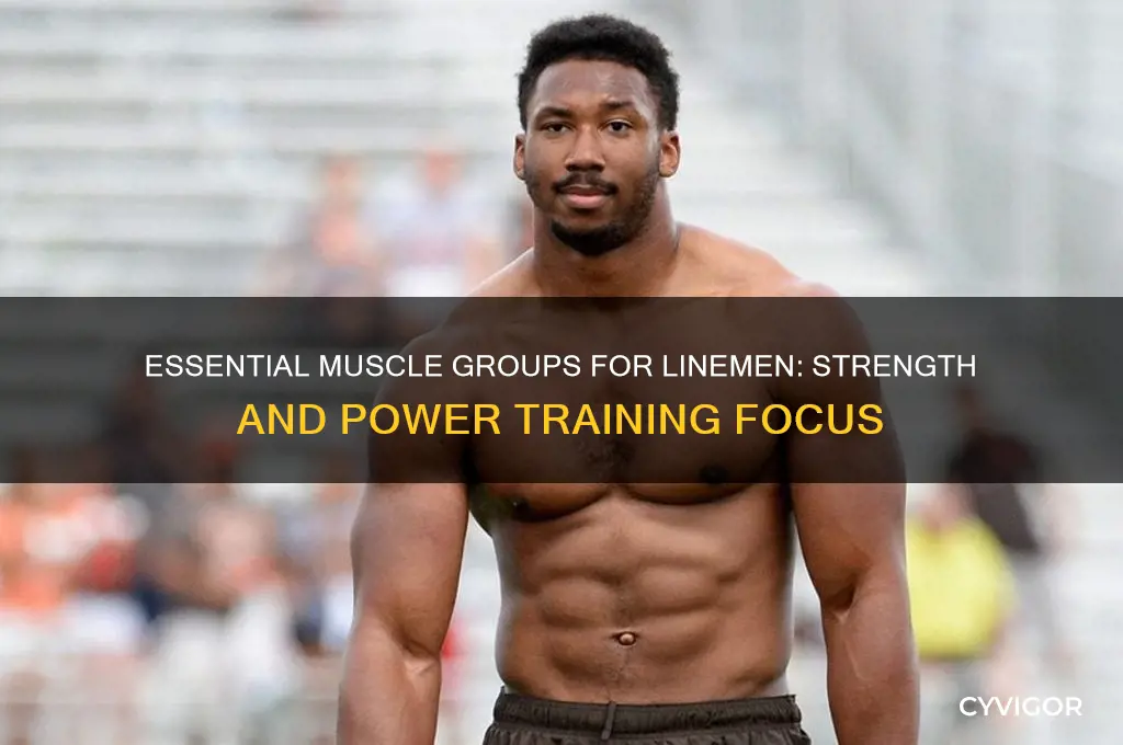 what muscle groups are important for linemen