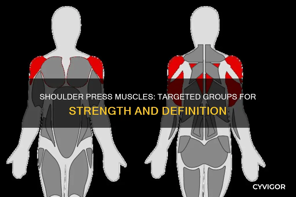 what muscle groups are in shoulder press