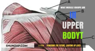 Upper Body Muscles: A Comprehensive Guide to Key Groups