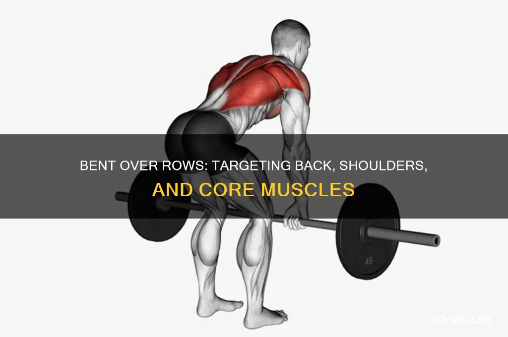 what muscle groups are involved in bent over rows