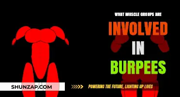 Muscles Worked in Burpees: A Full-Body Breakdown