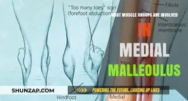 Muscles Engaged in Medial Malleolus Function and Movement Explained