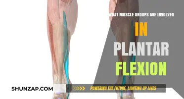 Muscles Driving Plantar Flexion: Key Groups and Their Roles