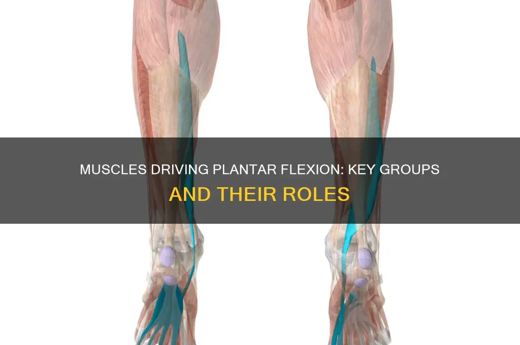 what muscle groups are involved in plantar flexion