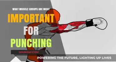 Key Muscle Groups for Powerful Punching: Strength and Technique