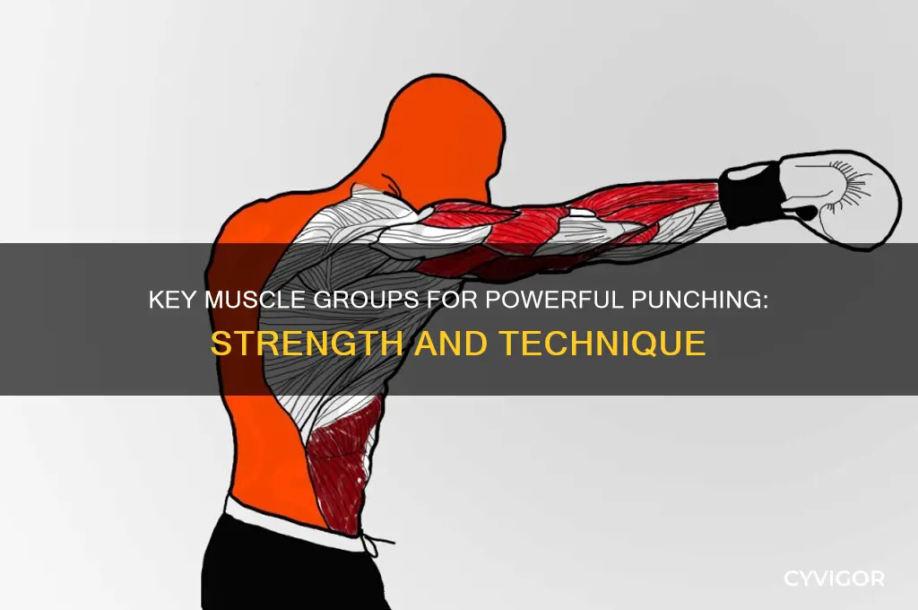 what muscle groups are most important for punching