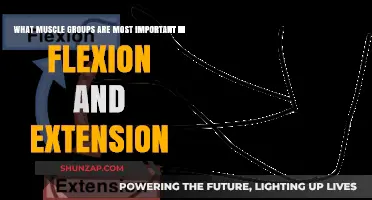 Key Muscles Driving Flexion and Extension Movements for Optimal Performance