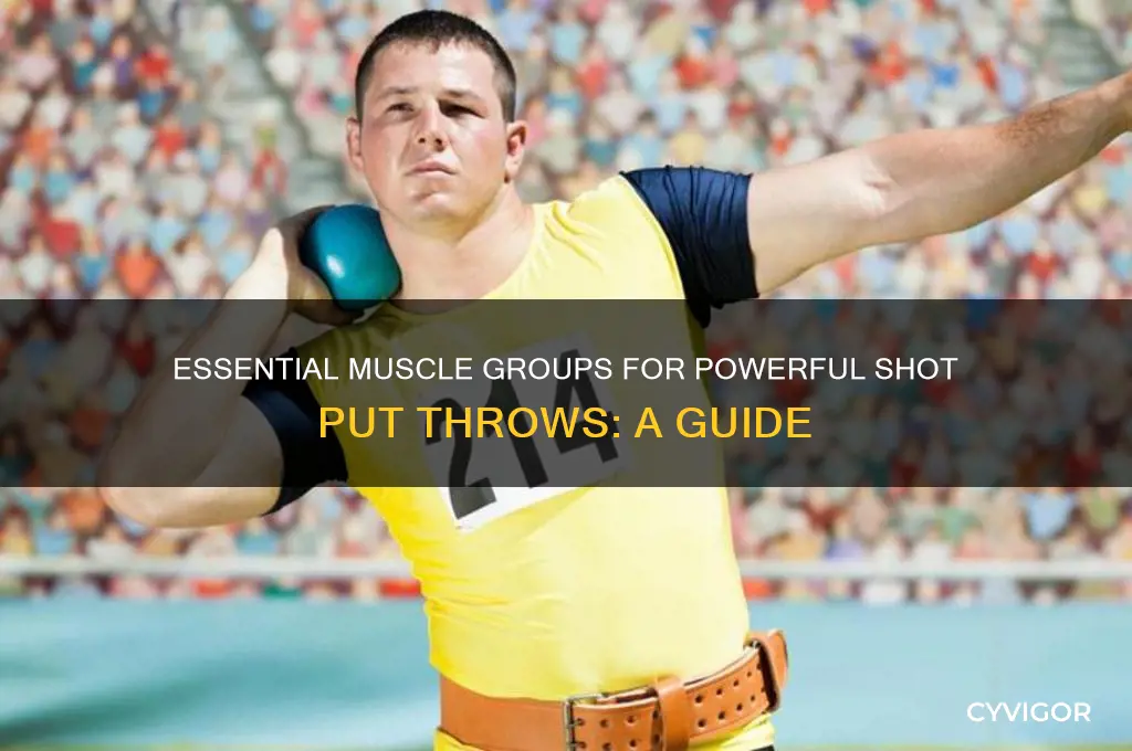 what muscle groups are needed when throwing shot put
