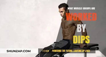 Dips Workout: Targeted Muscle Groups for Upper Body Strength