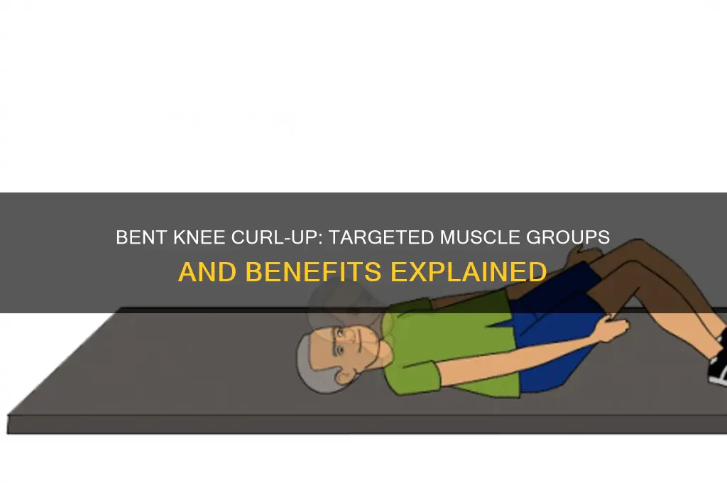 what muscle groups are worked in the bent knee curl-up