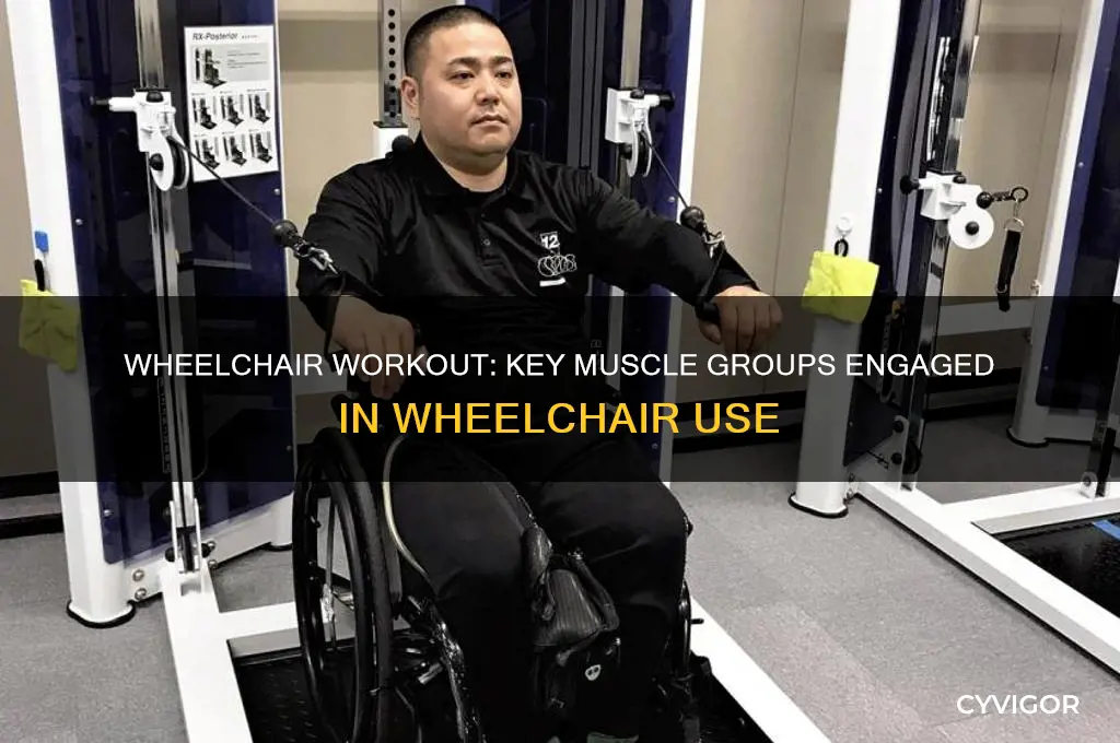 what muscle groups are worked when using a wheel chair