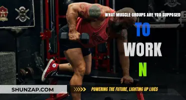 Essential Muscle Groups to Target for a Balanced Workout Routine