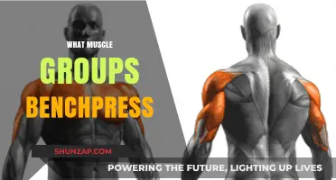 Bench Press Breakdown: Targeted Muscle Groups for Strength and Growth