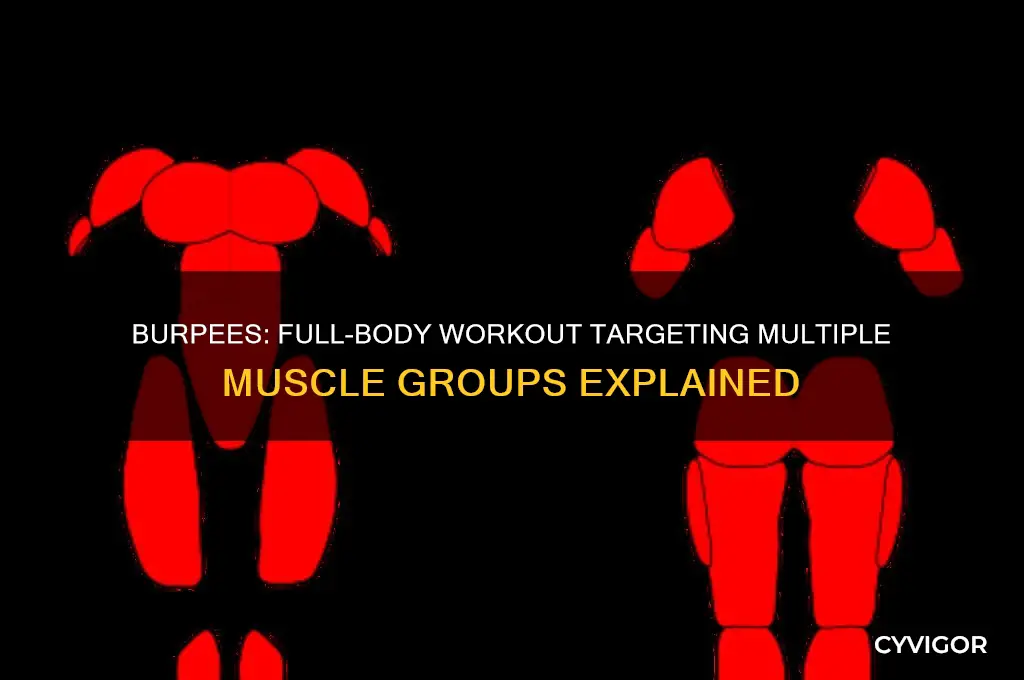 what muscle groups do burpees target