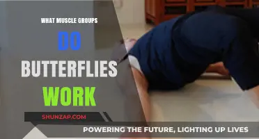 Butterfly Exercise Benefits: Targeted Muscle Groups and Workout Tips