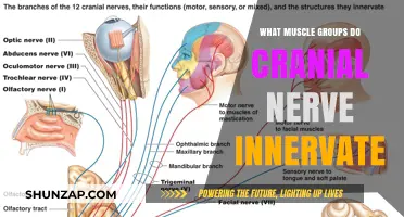 Cranial Nerve Innervation: Exploring Muscle Groups They Control