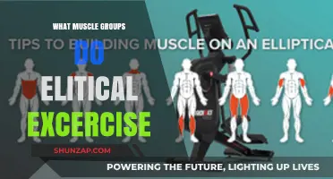 Elliptical Workouts: Targeting Key Muscle Groups for Full-Body Fitness