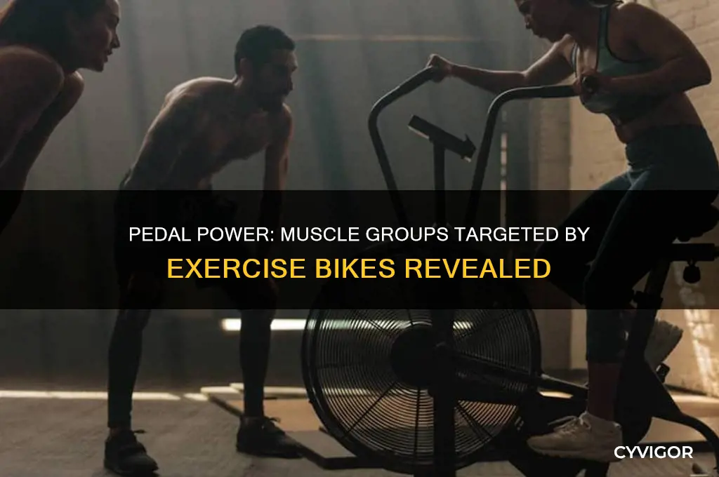 what muscle groups do excersize bikes work