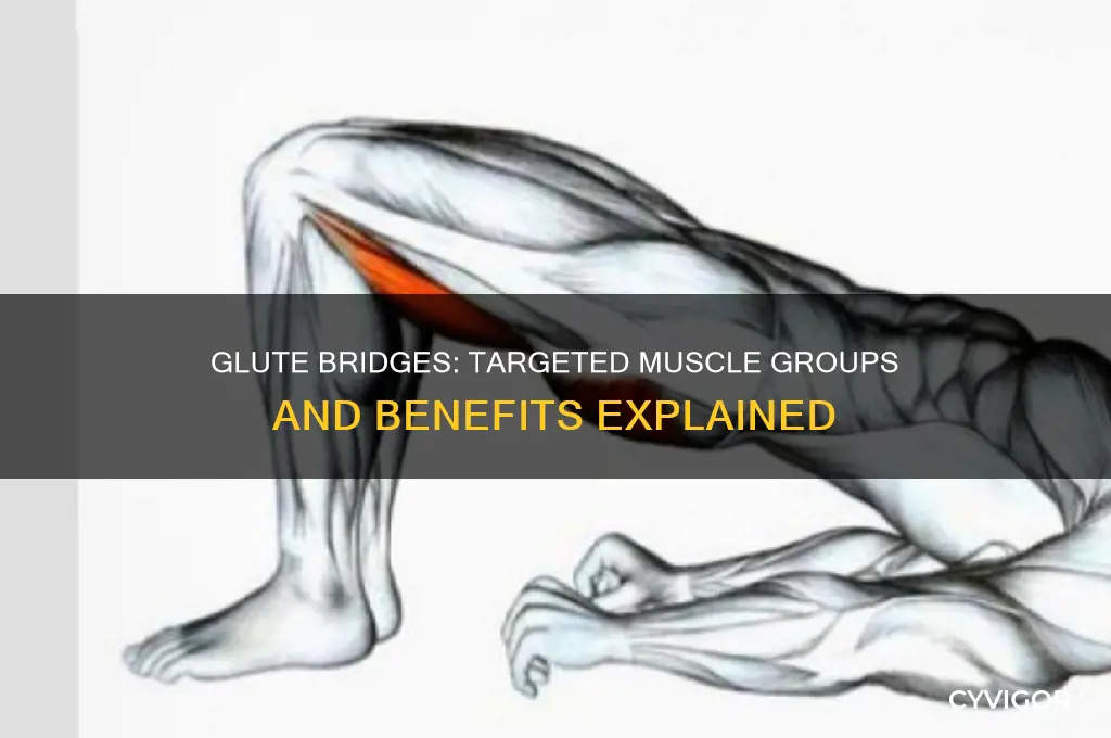 what muscle groups do glute bridges work
