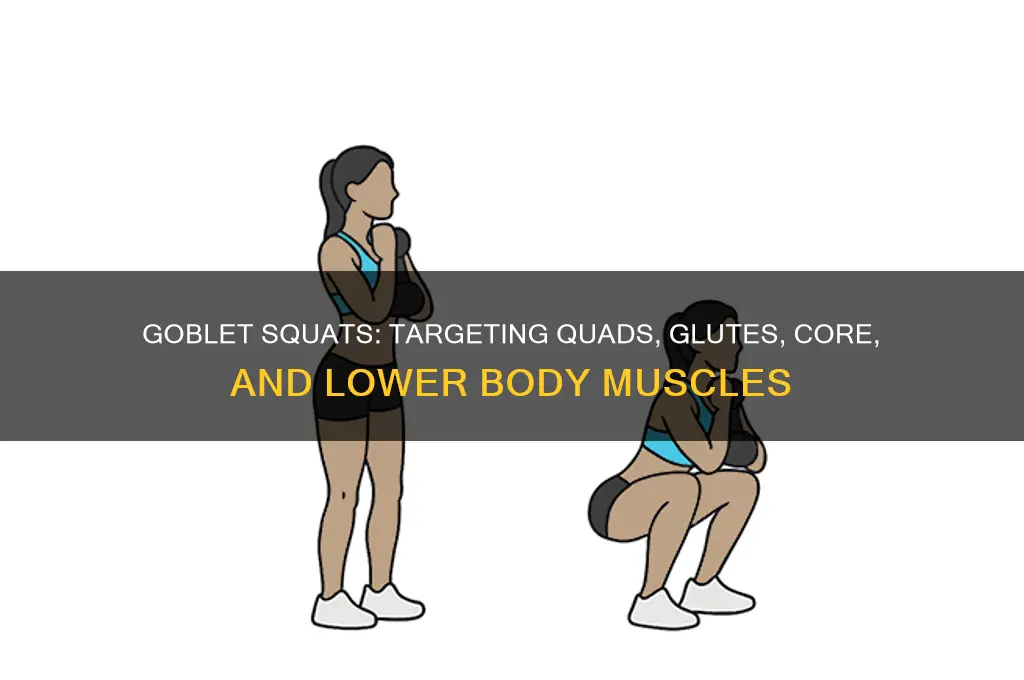 what muscle groups do goblet squats work
