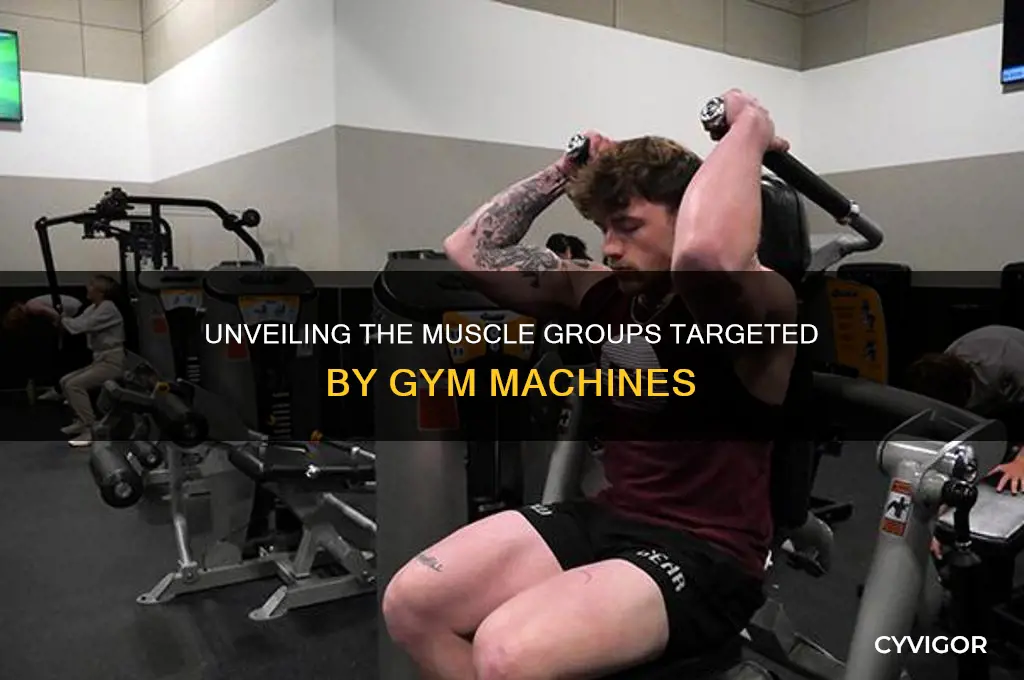 what muscle groups do machines work