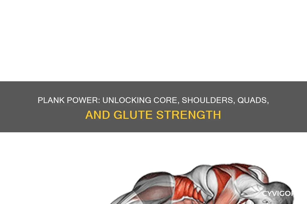 what muscle groups do plank