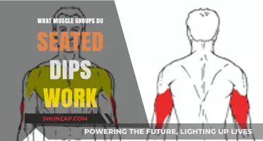 Seated Dips: Targeted Muscle Groups and Effective Workout Benefits