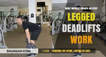 Stiff-Legged Deadlifts: Targeting Hamstrings, Glutes, and Lower Back Muscles