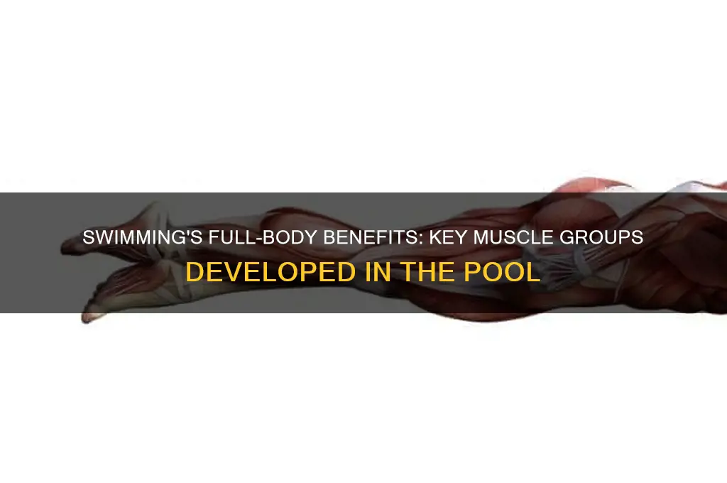 what muscle groups do swimming develop activesgactivesg