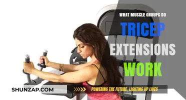 Tricep Extensions: Targeted Muscle Groups and Effective Workout Benefits