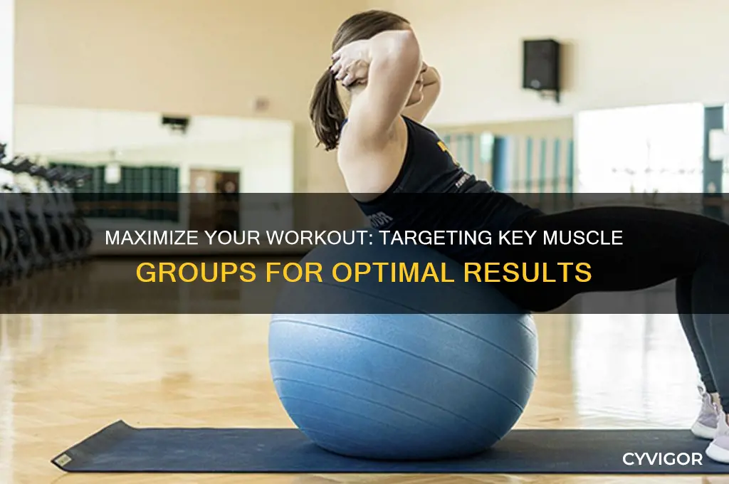 what muscle groups do you work during a workout