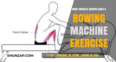 Rowing Machine Workout: Targeted Muscle Groups and Full-Body Benefits