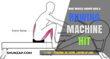 Rowing Machine Workout: Targeted Muscle Groups and Full-Body Benefits
