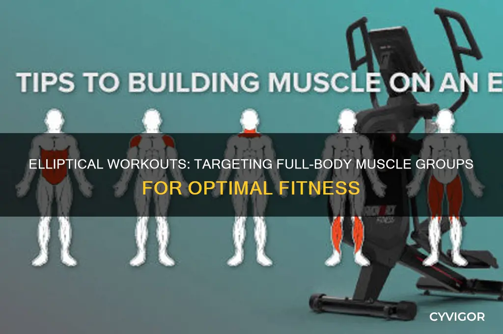 what muscle groups does an elliptical workout