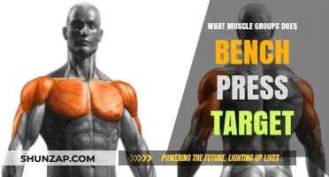 Bench Press Benefits: Key Muscle Groups Targeted and Strengthened